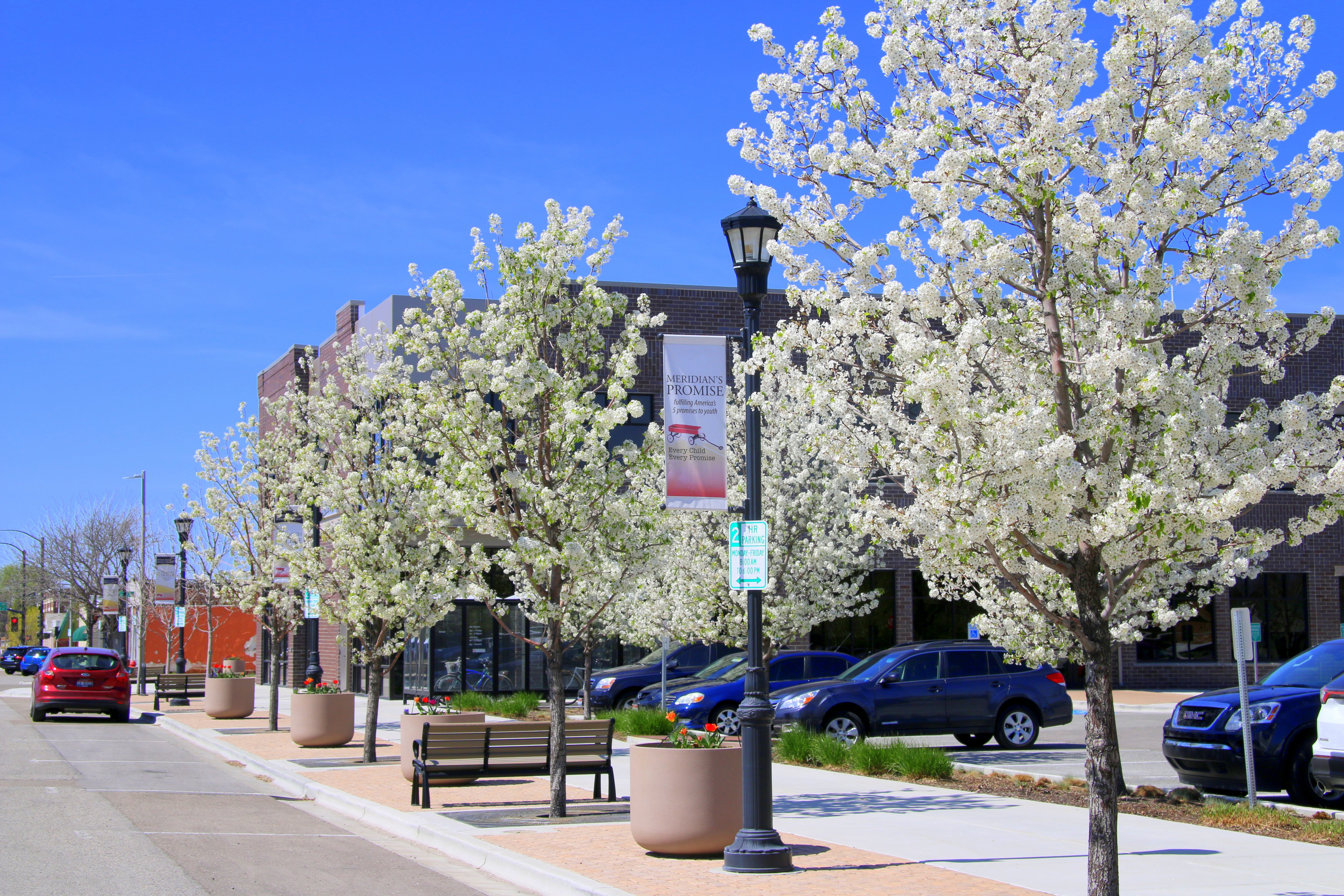 Trees blooming in Meridian Downtown